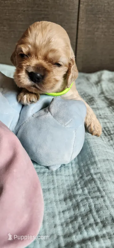 Green girl – Cocker Spaniel puppy for sale in Hickory Grove, SC