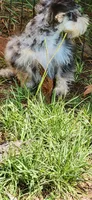 Marlin, a male Miniature Schnauzer for sale in Hickory Grove, SC – 4 of 8