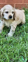 Buff male, a male Cocker Spaniel for sale in Hickory Grove, SC – 2 of 8