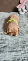 Green girl, a female Cocker Spaniel for sale in Hickory Grove, SC – 5 of 6