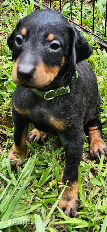 Green male – Doberman Pinscher puppy for sale in Hickory Grove, SC