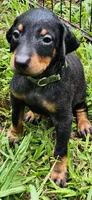 Green male, a male Doberman Pinscher for sale in Hickory Grove, SC – 1 of 3