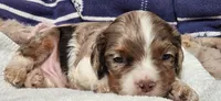Party boy, a male Cocker Spaniel for sale in Hickory Grove, SC – 7 of 7