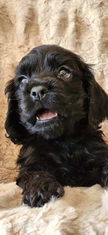 Solid black male – Cocker Spaniel puppy for sale in Hickory Grove, SC
