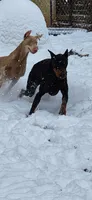 Girls, a female Doberman Pinscher for sale in Hickory Grove, SC – 9 of 9