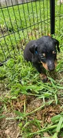 Blue male, a male Doberman Pinscher for sale in Hickory Grove, SC – 3 of 4