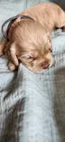 Grey collar male, a male Cocker Spaniel for sale in Hickory Grove, SC – 2 of 7