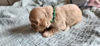 Green collared male, a male Cocker Spaniel for sale in Hickory Grove, SC – 2 of 7