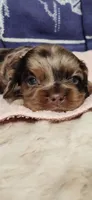 Mocha merle, a female Cocker Spaniel for sale in Hickory Grove, SC – 2 of 5