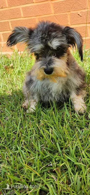 Marlin – Miniature Schnauzer puppy for sale in Hickory Grove, SC