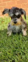 Marlin, a male Miniature Schnauzer for sale in Hickory Grove, SC – 1 of 8