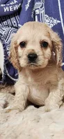 Honey girl, a female Cocker Spaniel for sale in Hickory Grove, SC – 4 of 10
