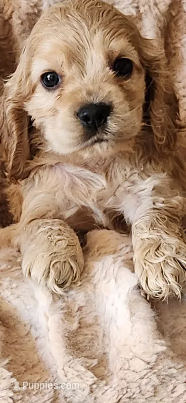 Green collared male – Cocker Spaniel puppy for sale in Hickory Grove, SC