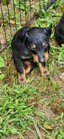 Black male, a male Doberman Pinscher for sale in Hickory Grove, SC – 3 of 4