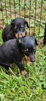 Girls, a female Doberman Pinscher for sale in Hickory Grove, SC – 2 of 9