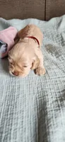 Red collared male, a male Cocker Spaniel for sale in Hickory Grove, SC – 5 of 6