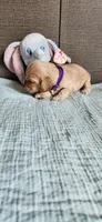 Purple girl, a female Cocker Spaniel for sale in Hickory Grove, SC – 6 of 6