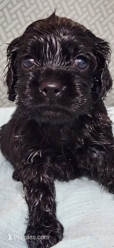 Solid black male – Cocker Spaniel puppy for sale in Hickory Grove, SC