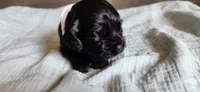 Solid black male, a male Cocker Spaniel for sale in Hickory Grove, SC – 3 of 5