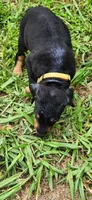 Yellow male, a male Doberman Pinscher for sale in Hickory Grove, SC – 2 of 5