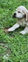 Buff male, a male Cocker Spaniel for sale in Hickory Grove, SC – 4 of 8