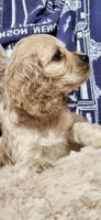 Honey girl, a female Cocker Spaniel for sale in Hickory Grove, SC – 7 of 10