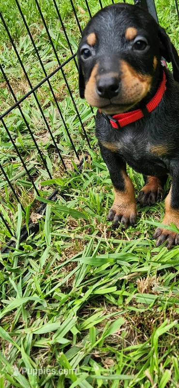 Red male – Doberman Pinscher puppy for sale in Hickory Grove, SC