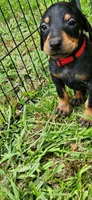 Red male, a male Doberman Pinscher for sale in Hickory Grove, SC – 1 of 4