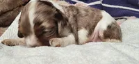 Party boy, a male Cocker Spaniel for sale in Hickory Grove, SC – 2 of 7