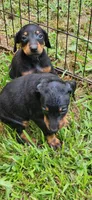Girls, a female Doberman Pinscher for sale in Hickory Grove, SC – 3 of 9
