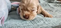 Red collared male, a male Cocker Spaniel for sale in Hickory Grove, SC – 6 of 6