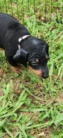 Grey male, a male Doberman Pinscher for sale in Hickory Grove, SC – 2 of 4