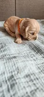 Orange girl, a female Cocker Spaniel for sale in Hickory Grove, SC – 3 of 6