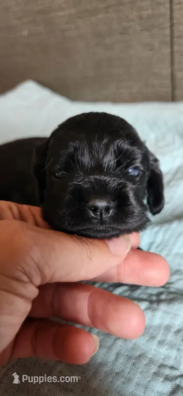 Solid black male – Cocker Spaniel puppy for sale in Hickory Grove, SC