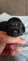 Solid black male, a male Cocker Spaniel for sale in Hickory Grove, SC – 1 of 5