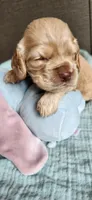 Grey collar male, a male Cocker Spaniel for sale in Hickory Grove, SC – 5 of 7