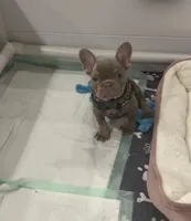 Blanca, a female French Bulldog for sale in Forney, TX – 2 of 8