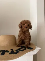 Tuts, a female Miniature Goldendoodle for sale in Forney, TX – 2 of 3