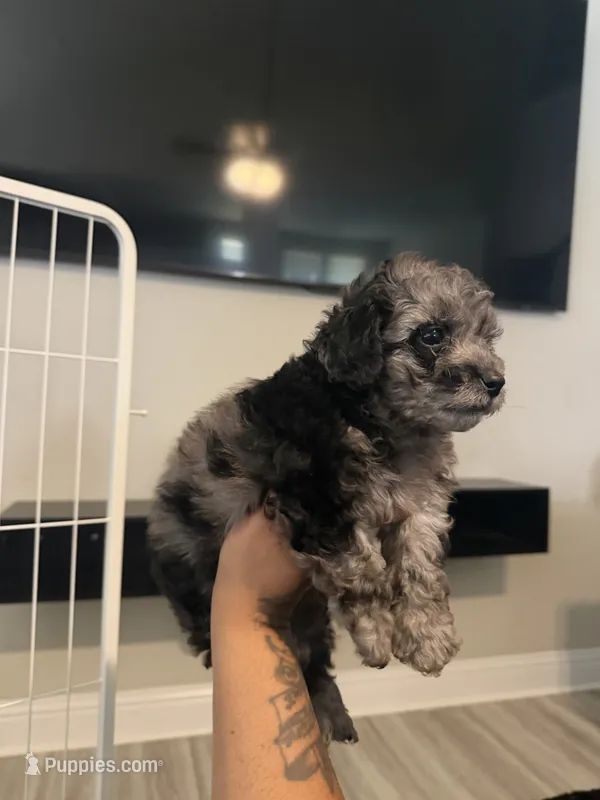 Bailey – Double Doodle puppy for sale in Terrell, TX