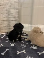 Lacy , a female Double Doodle for sale in Terrell, TX – 2 of 2