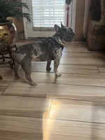Boss , a male French Bulldog for sale in Forney, TX – 5 of 6