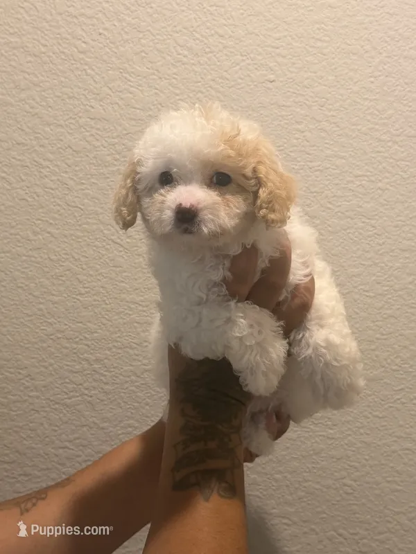 Sparkle – Double Doodle puppy for sale in Terrell, TX