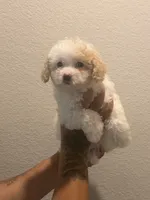 Sparkle, a female Double Doodle for sale in Terrell, TX – 1 of 1