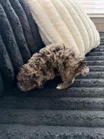 Dexter, a male Cockapoo for sale in Terrell, TX – Photo 8 of 8