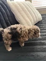 Dexter, a male Cockapoo for sale in Terrell, TX – Photo 7 of 8