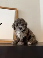 Dexter, a male Cockapoo for sale in Terrell, TX – Photo 2 of 8