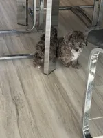 Dexter, a male Cockapoo for sale in Terrell, TX – Photo 4 of 8