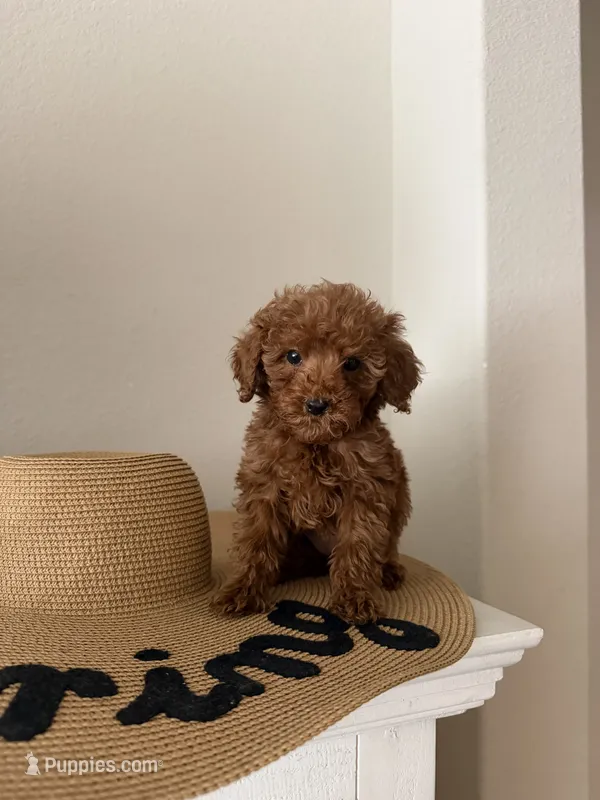 Tuts – Miniature Goldendoodle puppy for sale in Forney, TX