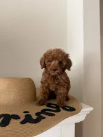 Tuts, a female Miniature Goldendoodle for sale in Forney, TX – 1 of 3