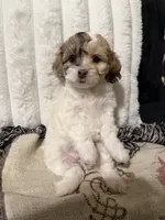 processed/11cfe89d-c1f5-47d0-a77e-7085e5d53e7e/listing/583f9cd2-682d-4c4e-8fad-da0140b5eed1/3fe27d5b-43e0-488f-bd7c-5f14ed7986a3